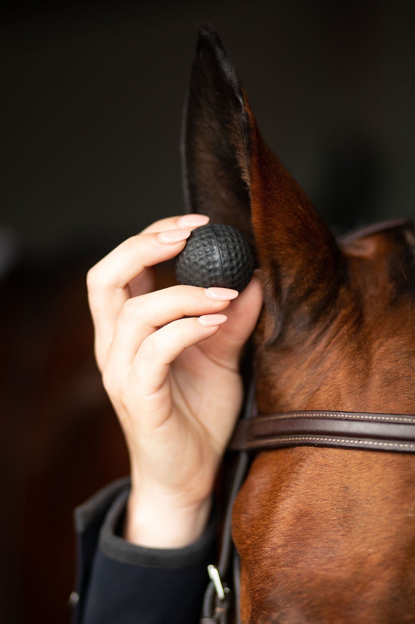 Black Horse POMMS